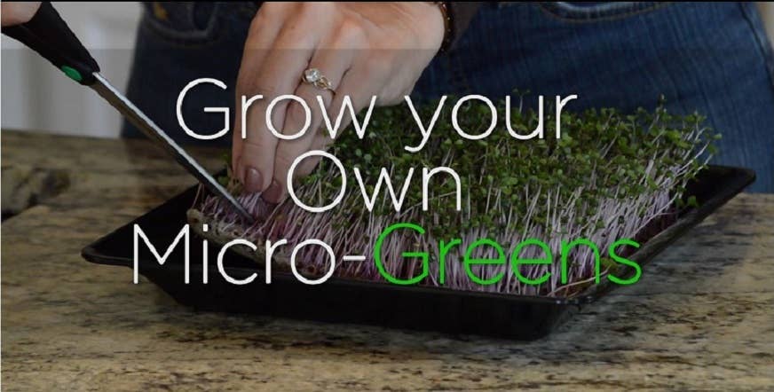 MicroGreens Kitchen Kit Replacement Pads