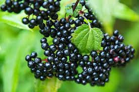 Elderberries