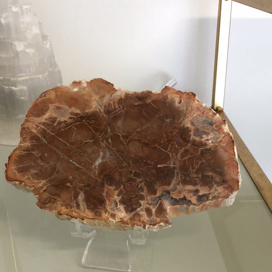 Petrified wood slab